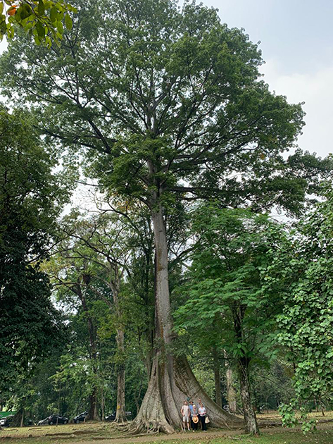 Kapok tree